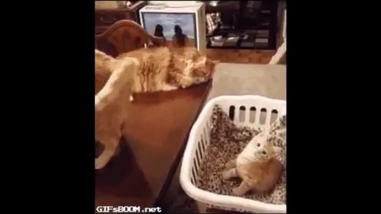 cute cat follow cats tail