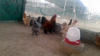 Emirates,Furnace Hens