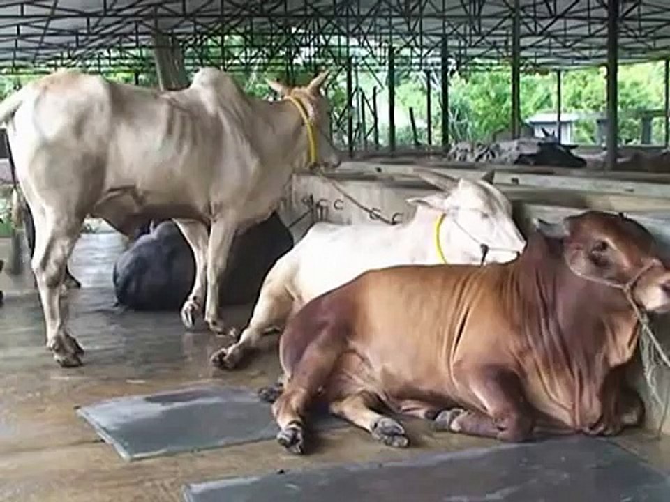 Cow Farming in Kushtia, Bangladesh - 1