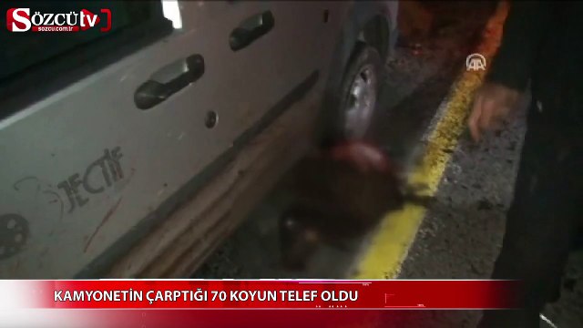 Kamyonetin çarptığı 70 koyun telef oldu