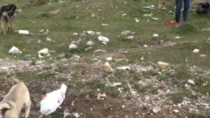 Isparta Evden Yemek Getirip Sokak Hayvanlarını Beslediler