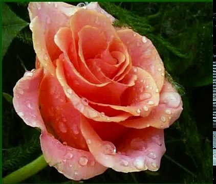 Yunus Emre Şiirleri - Taştın Yine Deli Gönül