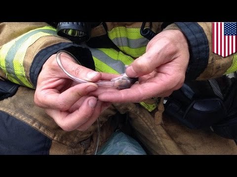 Лучшие в мире пожарные спасли из огня хомяков