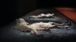 Death by Vesuvius - Pompeii Exhibit