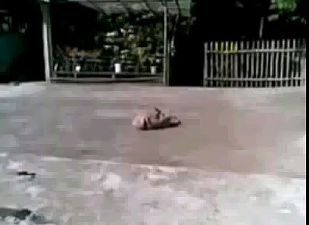 PERRO SIN CABEZA PERMANECE CON VIDA ( impresionante)