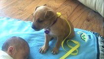 Funny Videos: Cute Puppy Falls Asleep On Baby