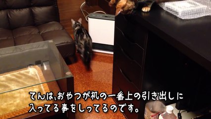 おやつの入った引出しを開けようと奮闘する猫。意外な結末が・・・（アメショーてんトイ）