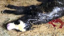 Cow giving Birth- Calving-Graphic