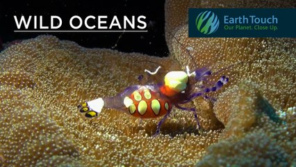 Do these tiny shrimp have moray eel bodyguards?