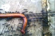 little ants are doing impossible tasks subhan ALLAH,infoprovider