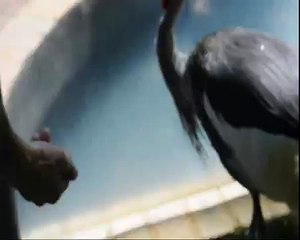 Grou-coroado (Balearica pavonina) .comendo e alimentando seu filhote com Tenebrio G (Zophobas morio)