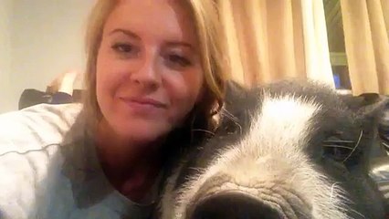 Ce cochon déteste les câlins...