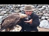 Golden Eagle Hunting Wolf