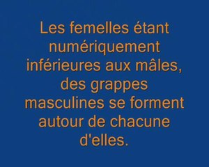 Noces des crapauds communs