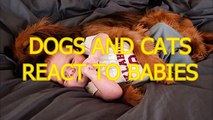 Cats and dogs react to babies - Cute animal & baby compilation
