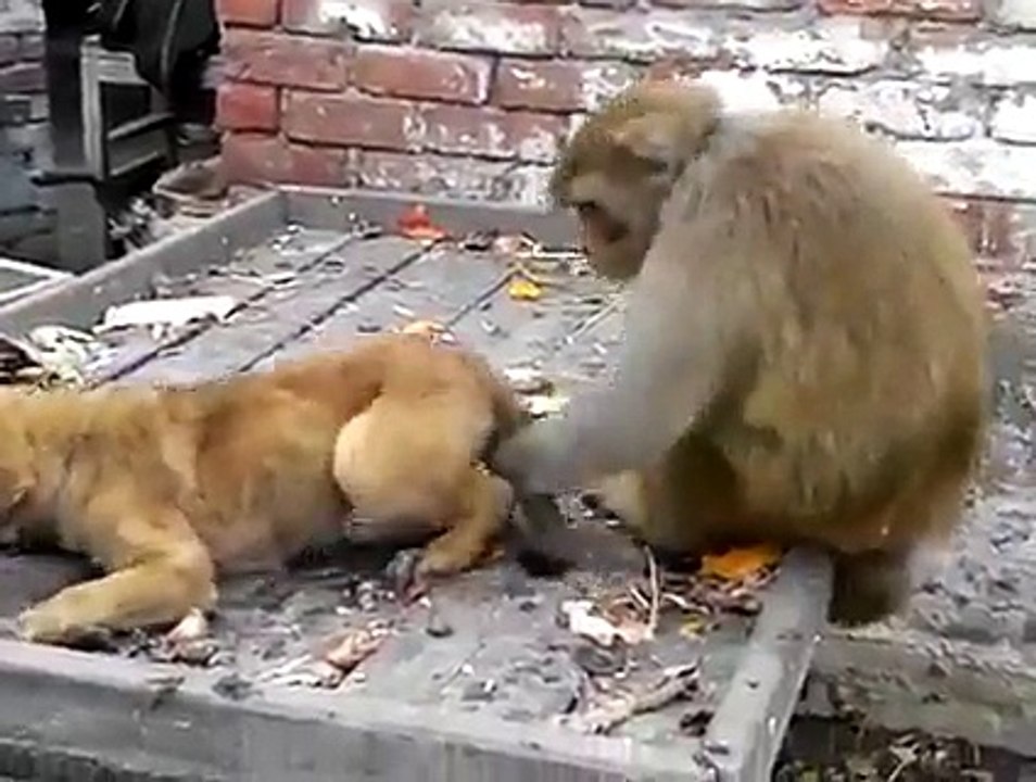 Monkey and Dog.... - video Dailymotion