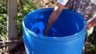 How to make a Potato Barrel for growing 40+ lbs of potatoes in a small space