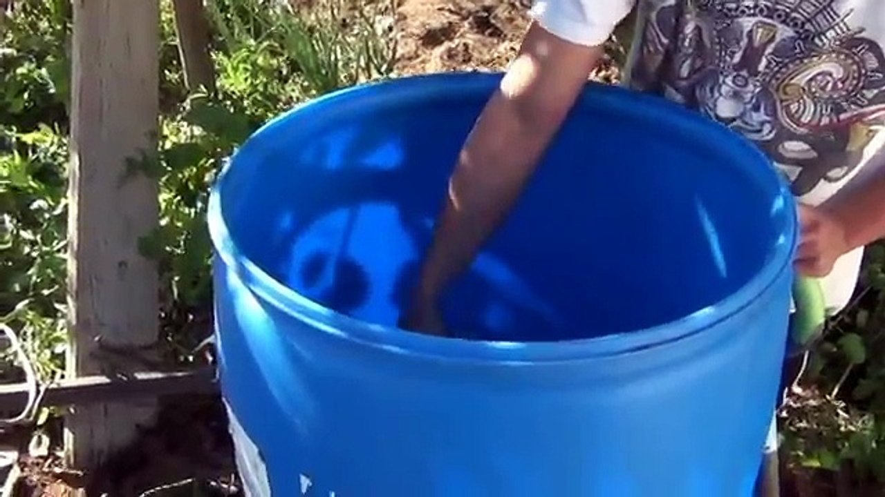 How to make a Potato Barrel for growing 40+ lbs of potatoes in a small space