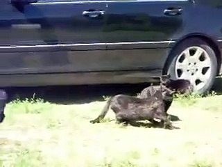 responsible dog breaks the cat fight