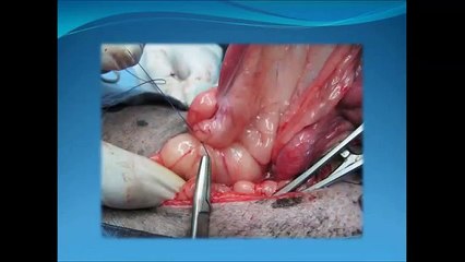 Esterilización Canina, Ovariohisterectomia Veterinaria DOG CENTER