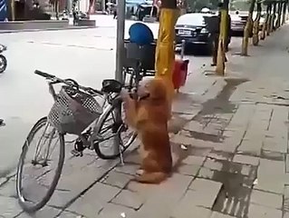 Un chien vraiment très intelligent