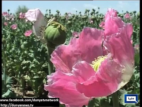 Dunya News - Anti-narcotics force starts eradicating poppy from Loralai