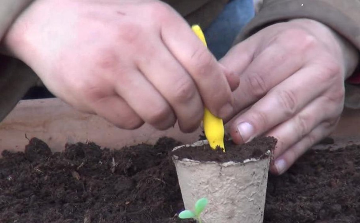 Gartenzeit TV - Junge Pflanzen richtig pikieren!