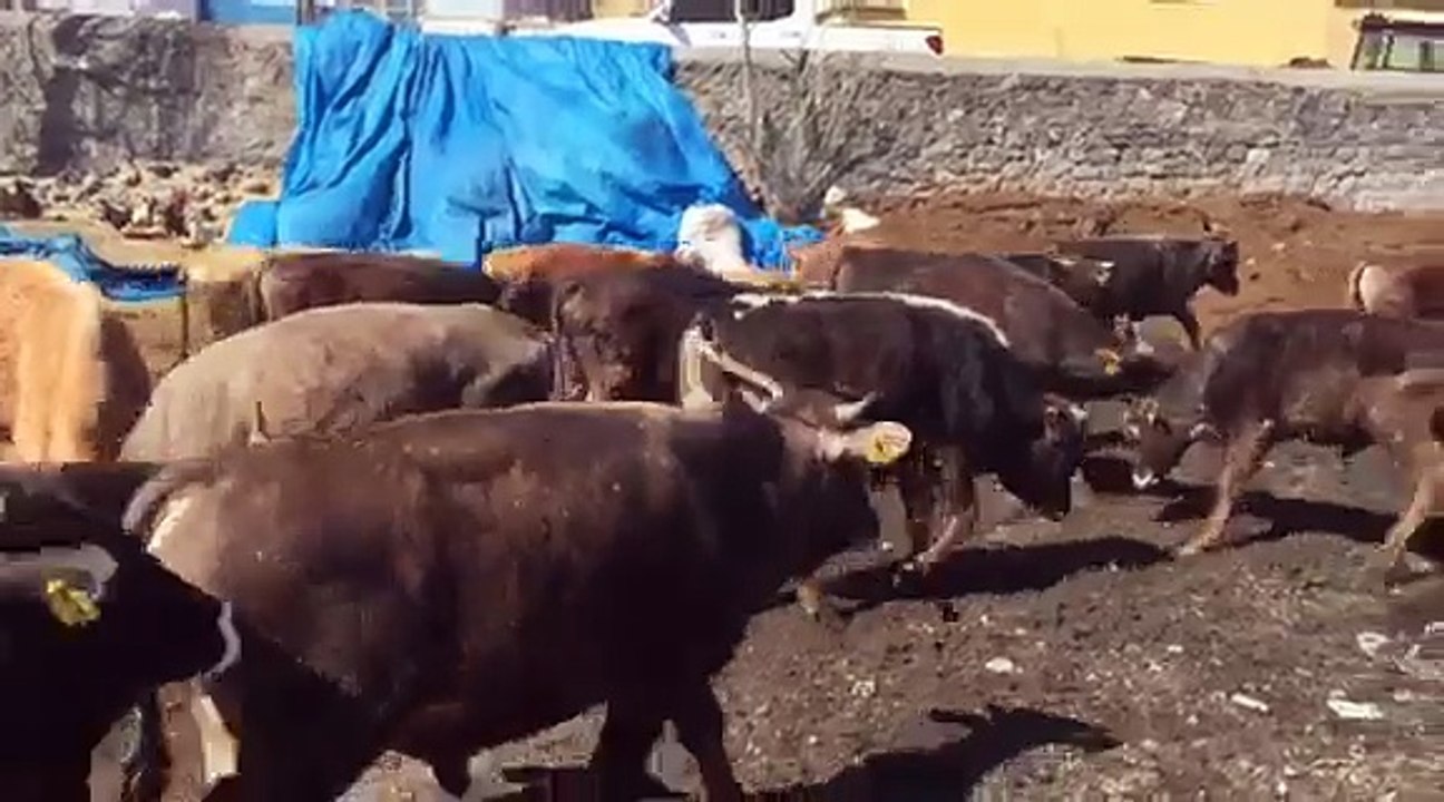 KARS BESİLİK DÜVE SATIŞLARI - KARS KURBANLIK DANA SATIŞLARI