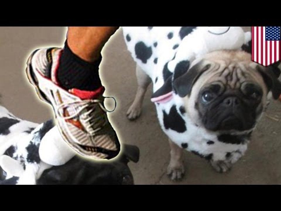 Anciano mata a pequeño perro de una patada, alegando pánico a los animales