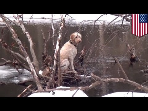 Perro atrapado en rio congelado es rescatado por bomberos de Boston