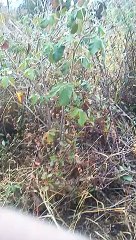 RATUPOKER88 JUDI TEXAS HOLDEM POKER ONLINE ASLI TERPERCAYA DAN TERBESAR INDONESIA