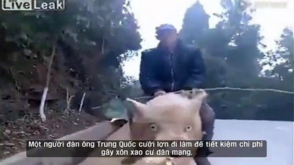 Clip cưỡi lợn đi làm khiến dân mạng xôn xao