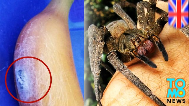 أم تعثر على وكر عنكبوت سام وقاتل داخل قرن موز في بيتها