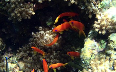 Les poissons de la passe de Bandrele