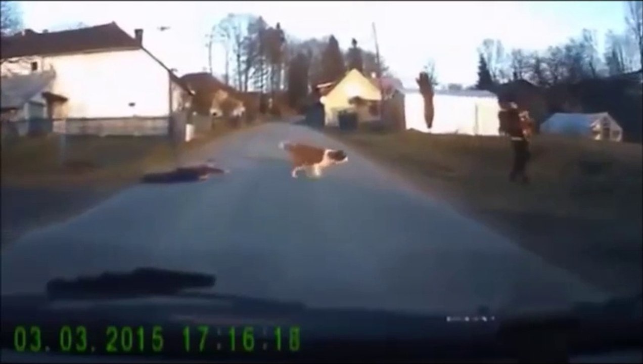 A dog walks a child
