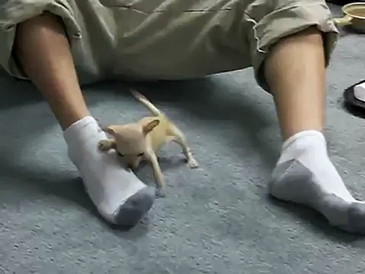 ⁣Micro Teacup Chihuahua