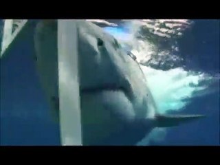 SCARY Shark Attacks ! Caught on tape