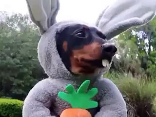 In case you missed the Easter Bunny...