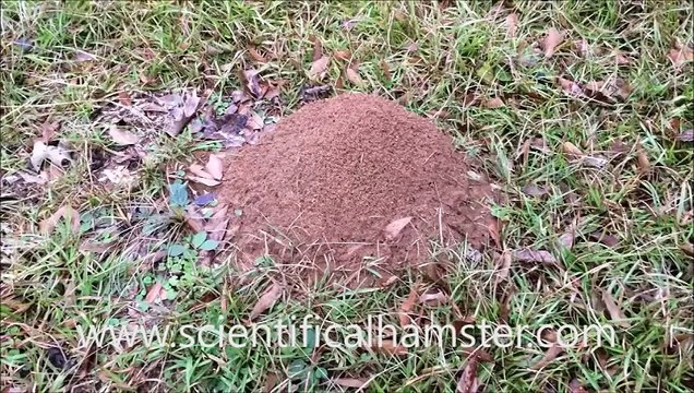 Casting a Fire Ant Colony with Molten Aluminum (Cast #043)