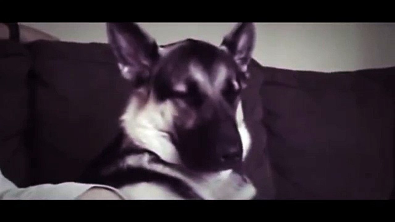 Dog Fights With Sleep