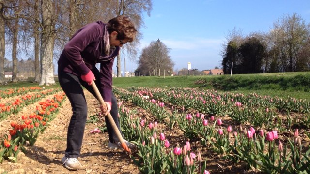 Les Tulipes contre le cancer