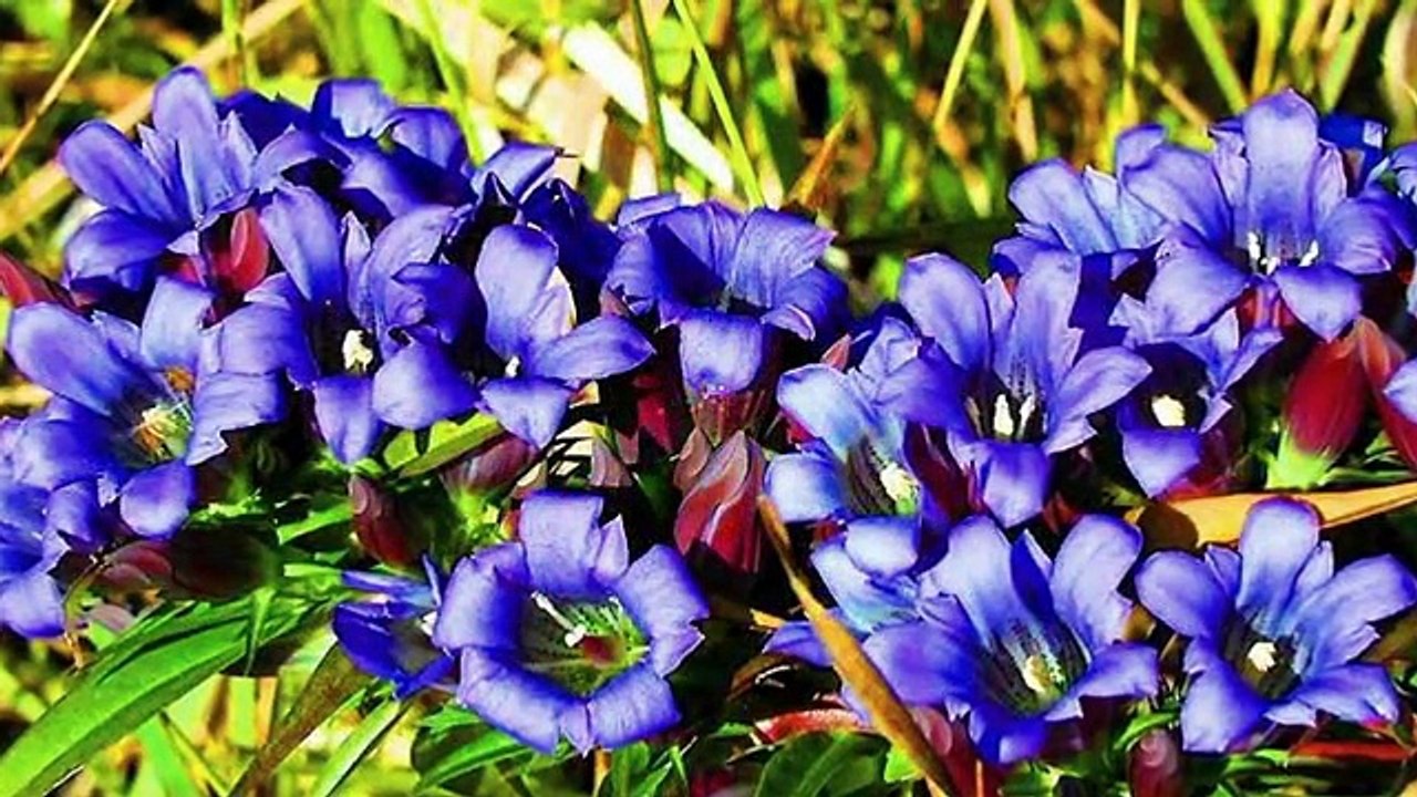 CANAN BAŞKAYA - BU YIL BENİM YEŞİL BAĞIM KURUDU