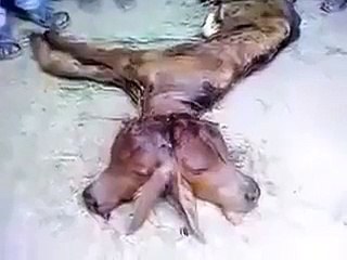 OMG !!! Miracle - Cow having two faces
