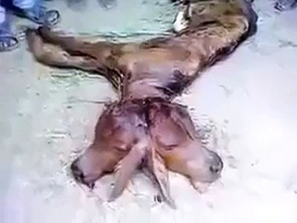 OMG !!! Miracle - Cow having two faces