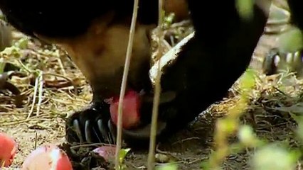 Малайский медведь бируанг