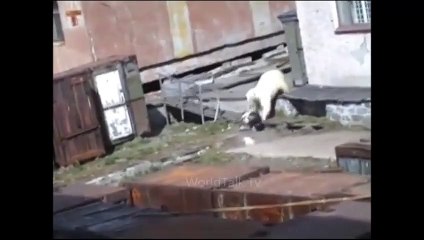 OMG !!! What the POLAR BEAR has done with this GIRL ___