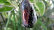 monarch butterfly emerging from chrysalis