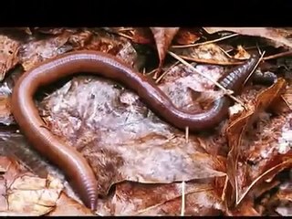 Animal Classification