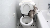 Just PERFECT, A Cat Using a Toilet, A Toilet Flushing Automatically.