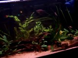 Update on my 160 liters Asian tank: A lot of new fish, a new shrimp and some new aquatic plants!